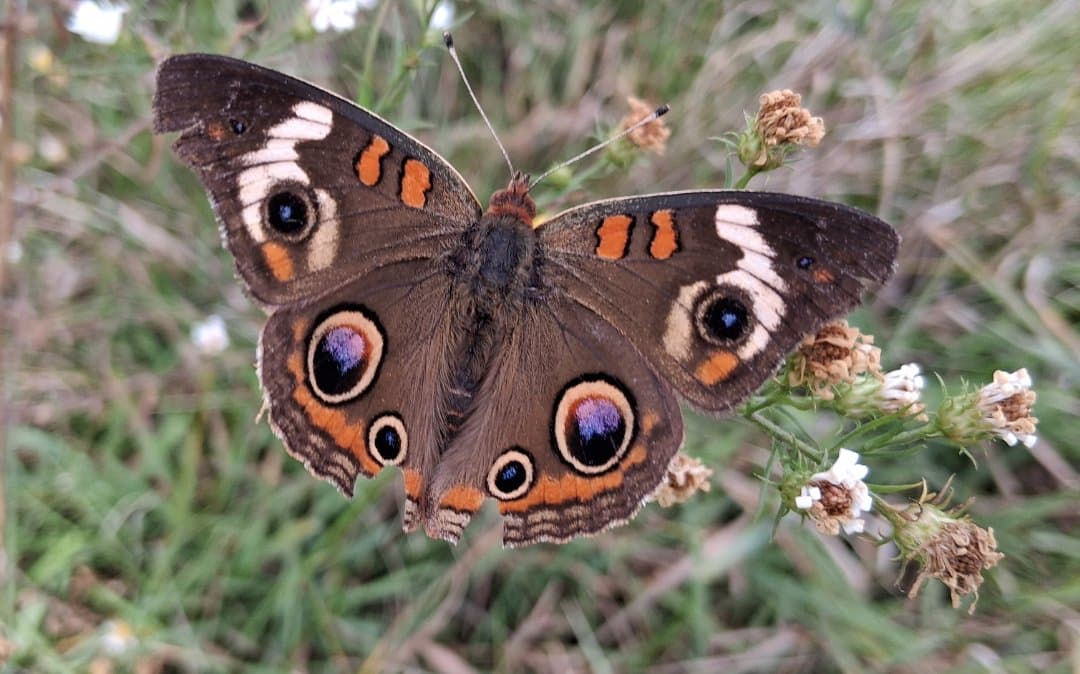 Buckeye butterfly perched among wild grasses in an open field